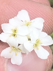 Arabis nuttallii
