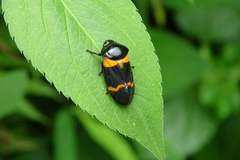 Cosmoscarta abdominalis