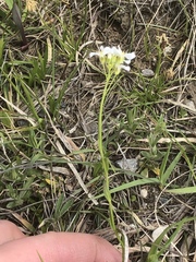 Arabis nuttallii