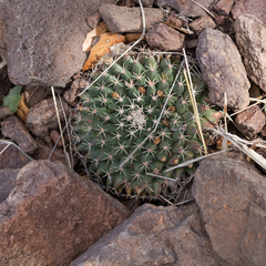 Mammillaria meiacantha