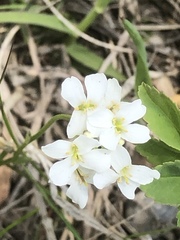 Arabis nuttallii