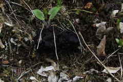Gyromitra esculenta