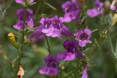 Penstemon heterophyllus