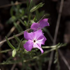 Phlox nana