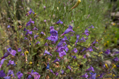 Penstemon heterophyllus
