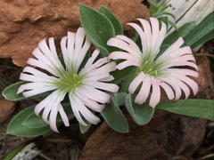 Silene salmonacea