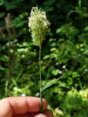 Phalaris californica
