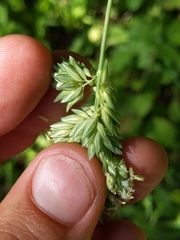 Phalaris californica