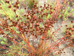 Juncus oxymeris