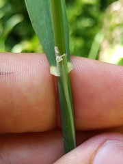 Phalaris californica