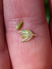 Phalaris californica