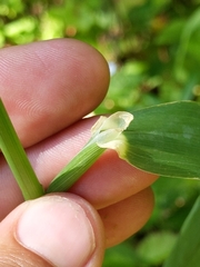 Phalaris californica