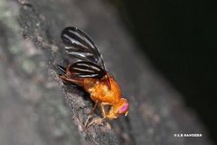 Taeniorioxa quinaria