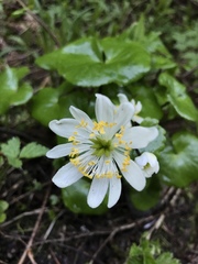Caltha leptosepala