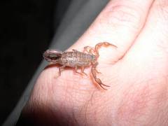 Serradigitus gertschi