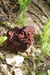 Gyromitra esculenta