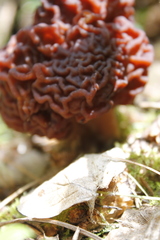 Gyromitra esculenta