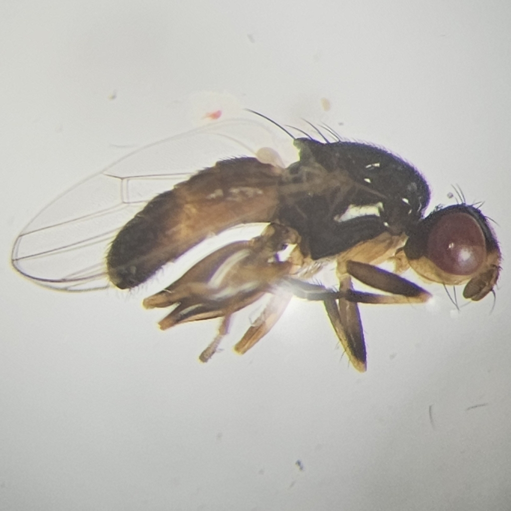 Prochyliza brevicornis