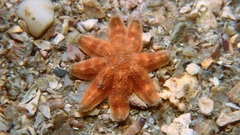 Allostichaster polyplax