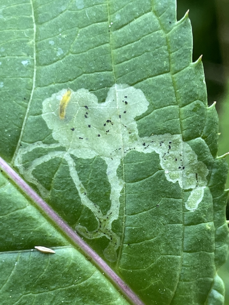 Jewelweed Leaf-miner Fly