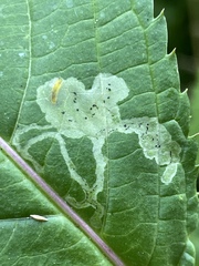 Jewelweed Leaf-miner Fly