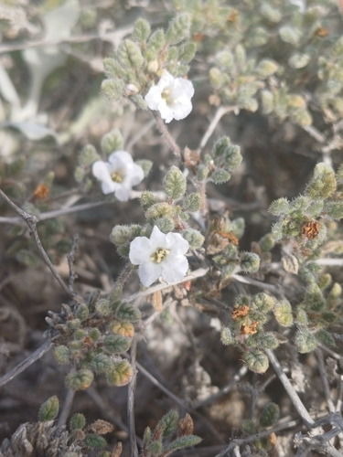Tiquilia litoralis (Tiquilia litoralis)