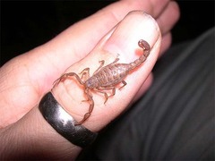 Serradigitus gertschi