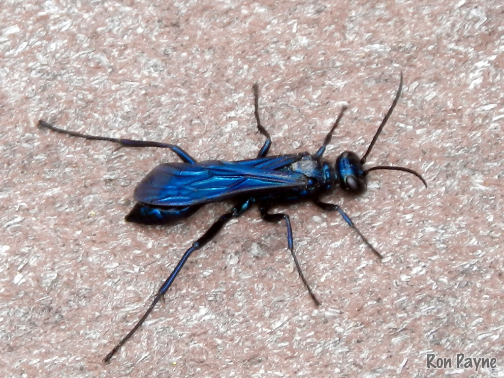 Nearctic Blue Mud-dauber Wasp (A guide to the Ants, Bees, Wasps and  Sawflies (Order Hymenoptera) of Austin and Travis County, TX; USA) ·  iNaturalist