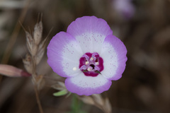 Clarkia cylindrica