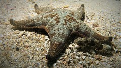 Anthenea sidneyensis
