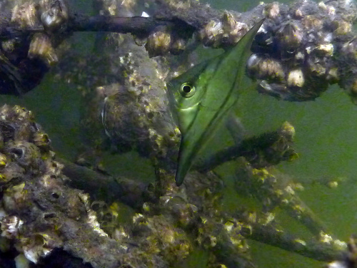 African mono (Monodactylus sebae) — Monodactylidae — 5