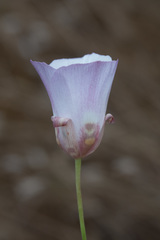 Calochortus simulans