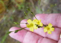 Linum medium texanum