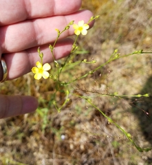 Linum medium texanum