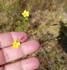 Linum medium texanum
