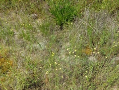 Linum medium texanum