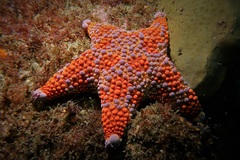 Asterodiscides truncatus