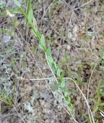 Linum medium texanum