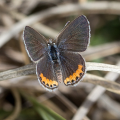 Icaricia lupini texanus