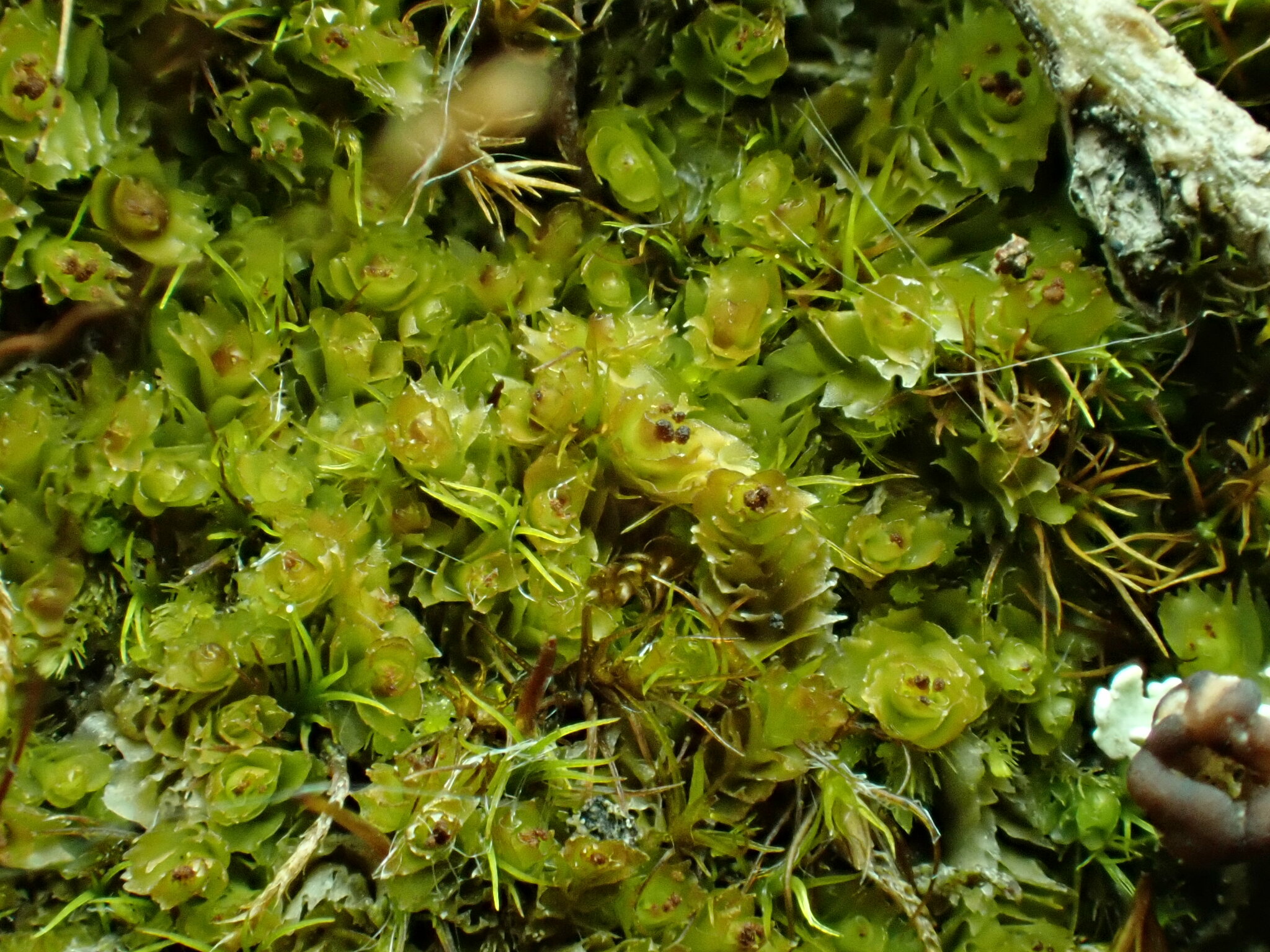 Tritomaria scitula