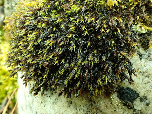 Schistidium boreale