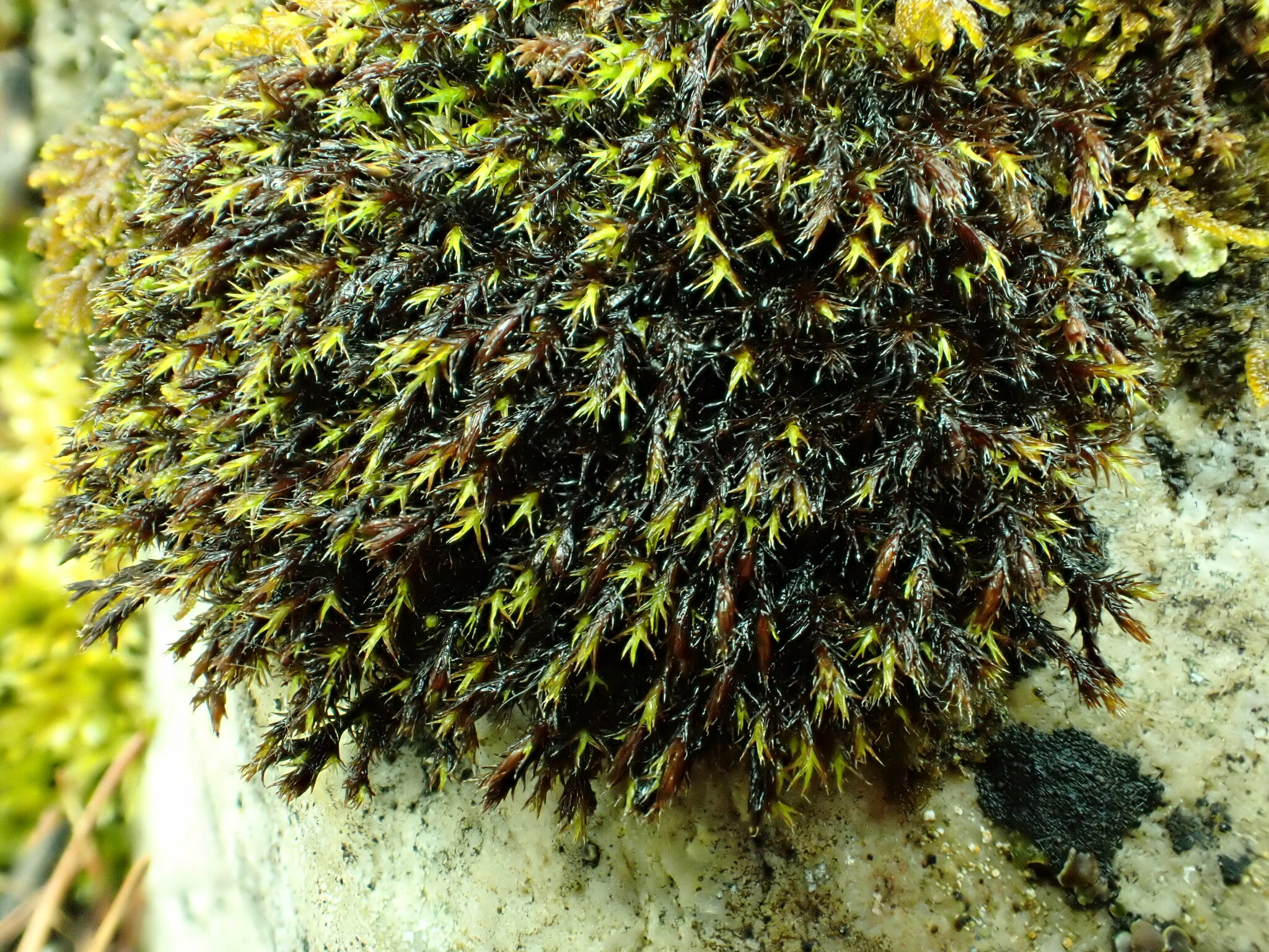 Schistidium boreale