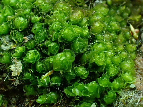 Purple-lobed Notchwort (Schistochilopsis grandiretis)