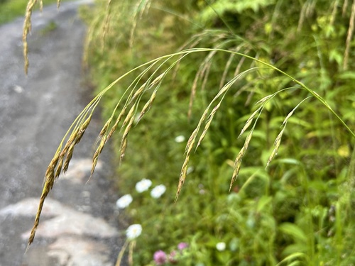 Lolium apenninum