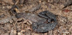 Hormurus