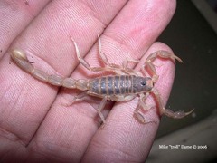 Paruroctonus variabilis