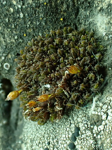 Orthotrichum pellucidum