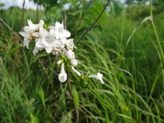 Penstemon tubaeflorus