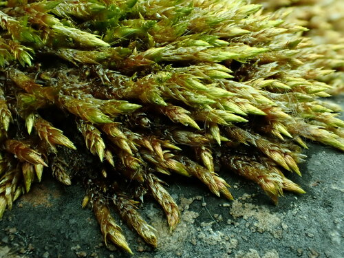 Orthothecium chryseon observed 2024-06-15