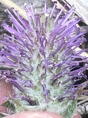 Veronica wyomingensis